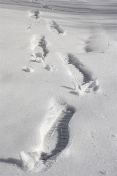 Footprints in Snow Picture | Free Photograph | Photos Public Domain