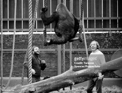 36 John Aspinall (Zoo Owner) Stock Photos, High-Res Pictures, and ...