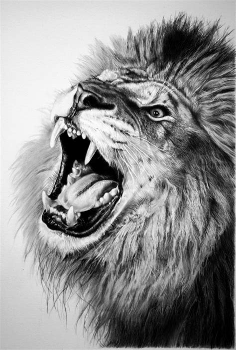 Realistic Lion Face Drawing