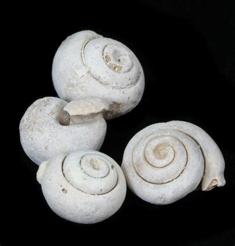 Small Snail Fossils From Morocco For Sale - FossilEra.com