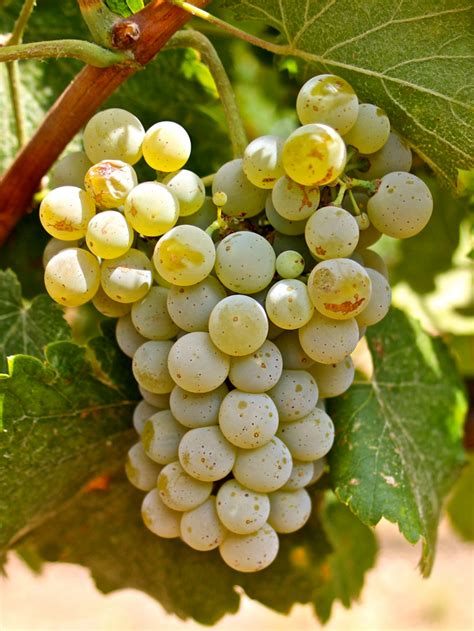 Albariño: what it tastes like, the best winemakers, and more