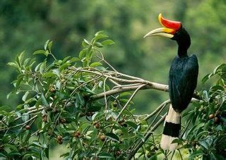 Jenis makanan burung enggang dan keunikanya - Burung Unik