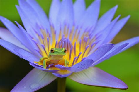 Green frog, Frog, Lotus, Amphibian HD wallpaper | Wallpaper Flare