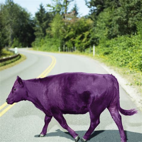 How to be a Purple Cow - Passive Income Press Standing Out in a Field