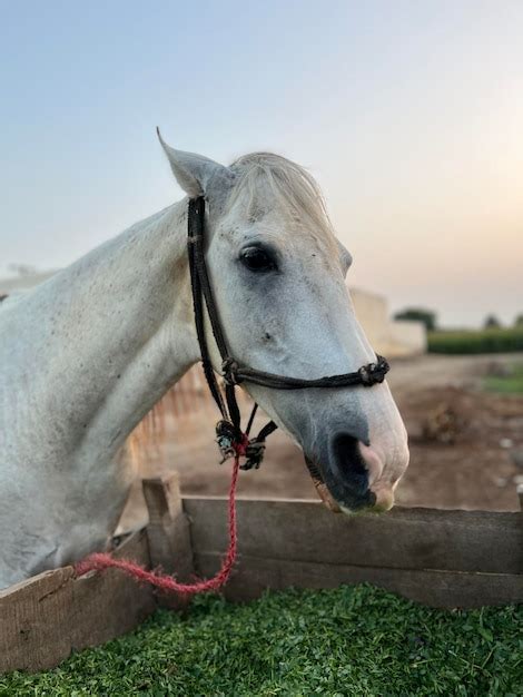 Premium Photo | A white horse with sunset view