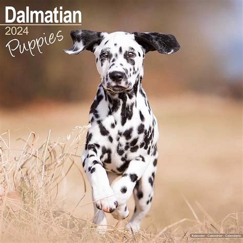 Dalmatian Puppies Calendar | Dog Breed Calendars | Pet Prints Inc