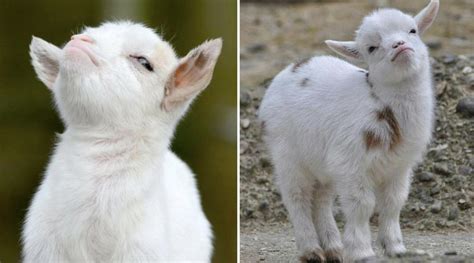 [Meme History] Smug Goat Turns 6 Years Old Today! : r/KnowYourMeme