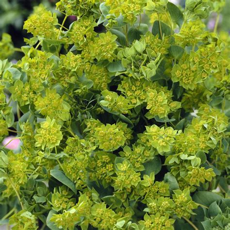 Bupleurum Seed - Hare's Ear Bupleurum Flower Seeds