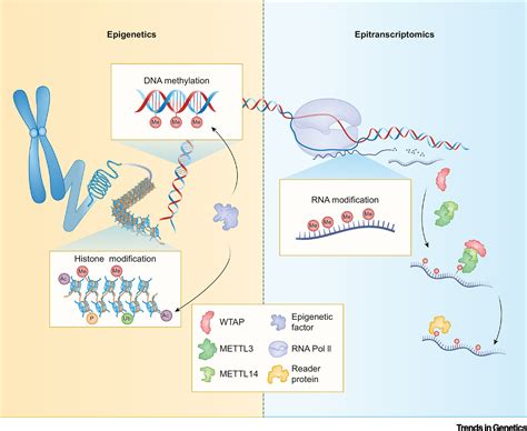 Histone Methylation Gene Expression