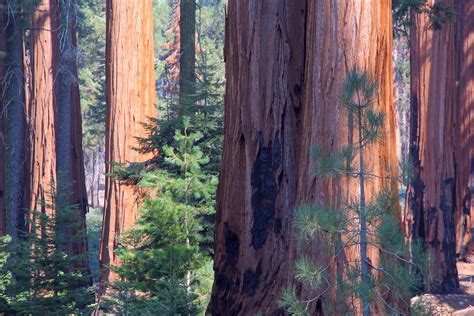 Thor's Hammer: Giant Forest, Sequoia National Park