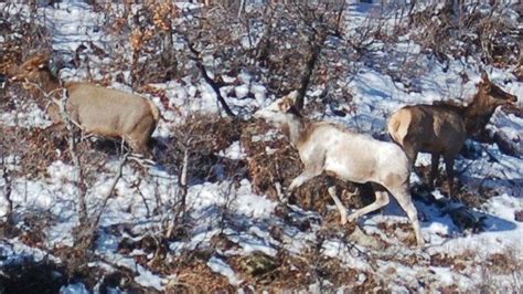 Rare Piebald Elk Spotted In Colorado, And She’s A Beauty