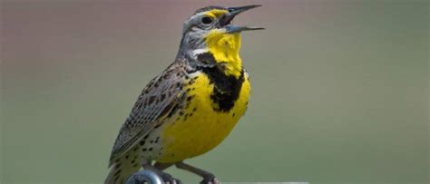 Wildlife in Nebraska - Types of Nebraskan Animals - A-Z Animals