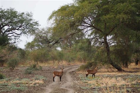 Zakouma National Park in Chad - Safari Experience - Kumakonda