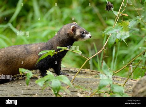 Polecat, at the side Stock Photo - Alamy