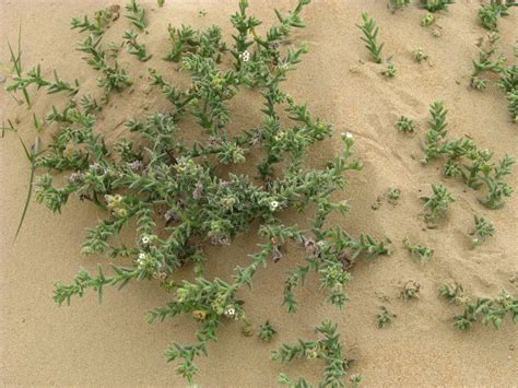 Denise Davies Photography: Desert Plants