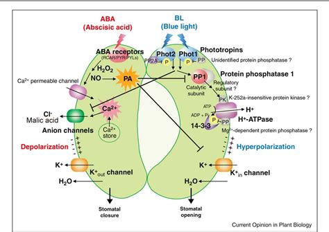 Phototropin signaling and stomatal opening as a model case. | Semantic ...