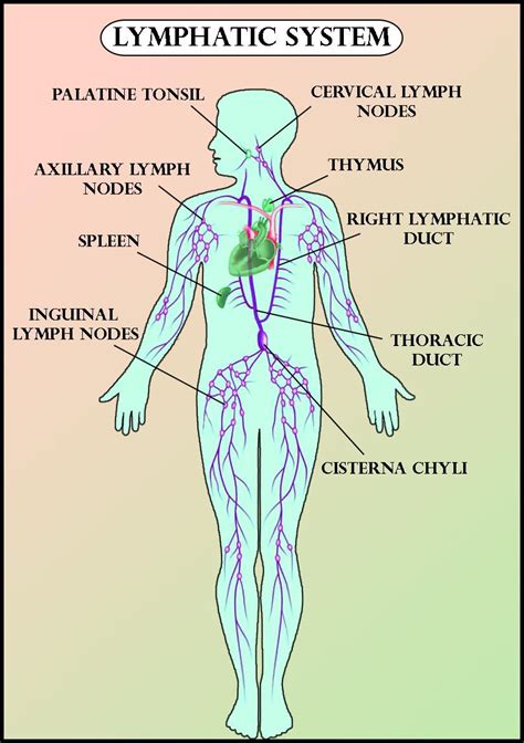 The Lymph Nodes And Lymphatic System