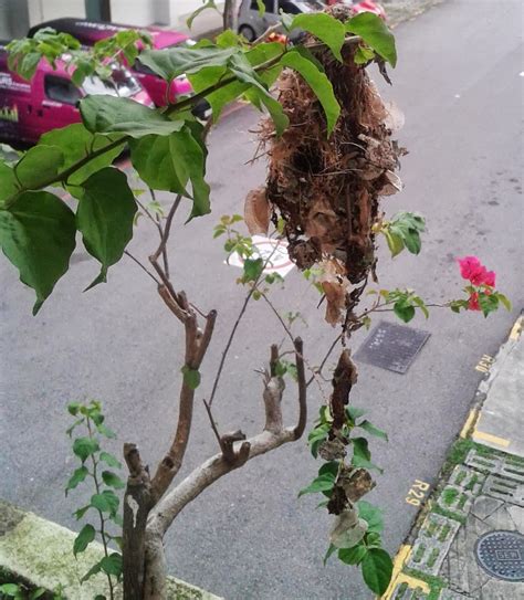 Welcome: Eurasian Tree Sparrow - Nest