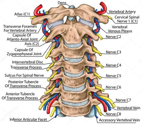 Columna cervical con ambas arterias vertebrales en foramen transversal ...