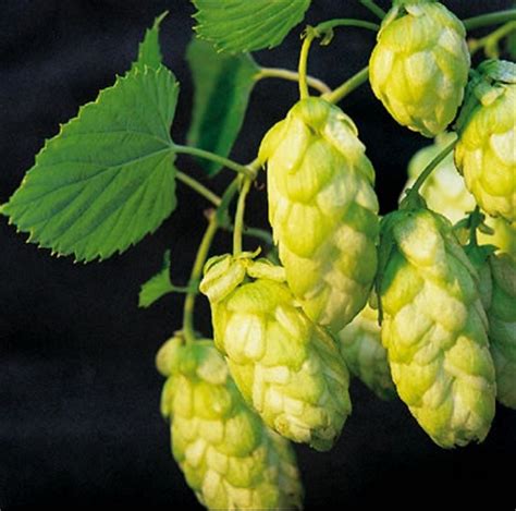 Hop of the Week: Saaz