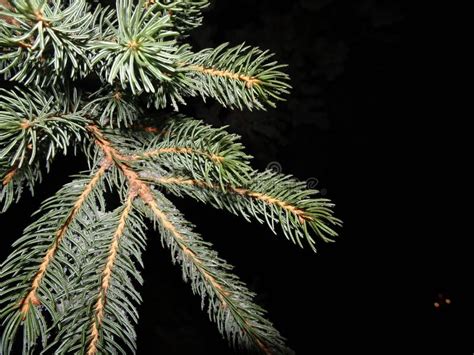 Snow on pine trees stock photo. Image of light, needle - 108421324