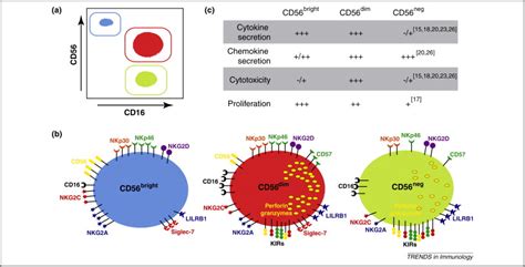 CD56 negative NK cells: origin, function, and role in chronic viral disease: Trends in Immunology