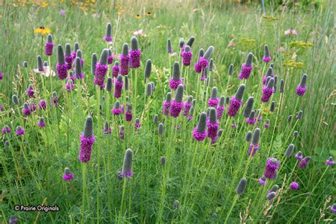 Prairie Originals - Native Prairie Plants - Wildflowers