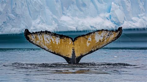 Download Sea Ocean Antarctica Animal Whale HD Wallpaper