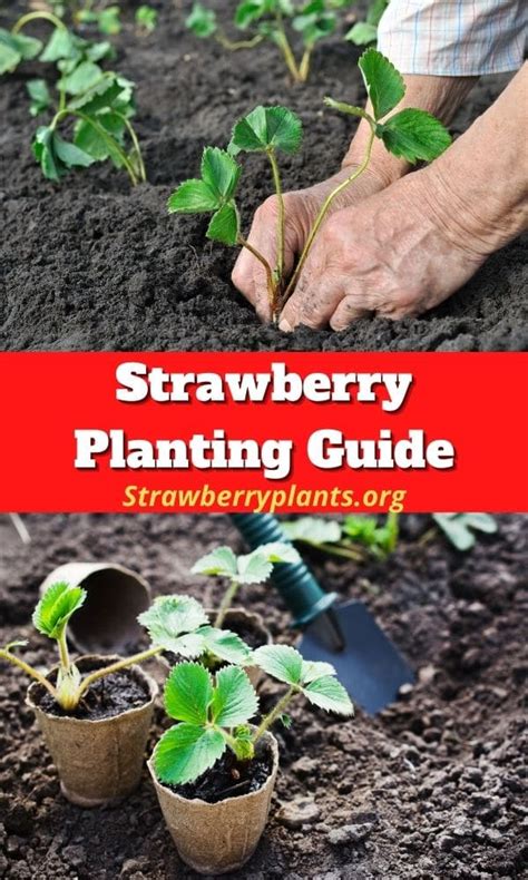 Strawberry Planting Guide (Updated 2022)