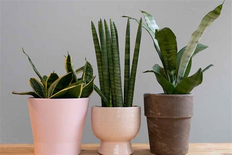 Most Beautiful Types Of Snake Plant Varieties You Can Grow, 59% OFF