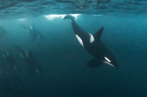 Orca Diving Expedition off Skervoy, Norway — SDM Diving