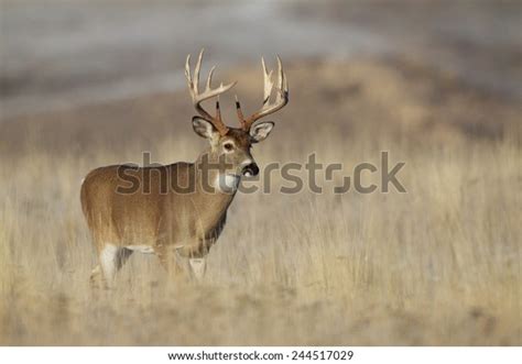 275 10 Point Buck Images, Stock Photos, 3D objects, & Vectors | Shutterstock