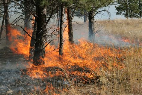 Prescribed fire | Definition, History, & Benefits | Britannica