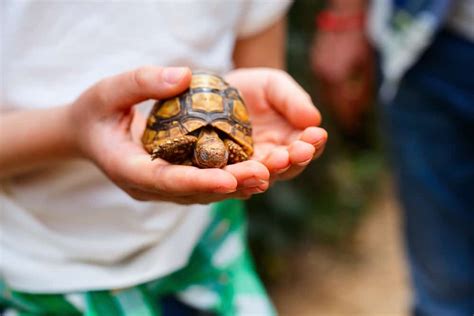 Baby Tortoise Diet & Feeding Guide For Beginners – The Turtle Hub