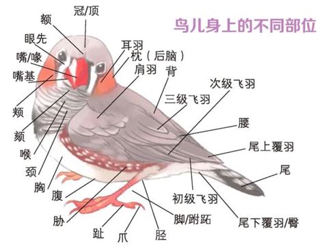 【林业科普】这些小鸟救助的正确姿势，你知道吗？