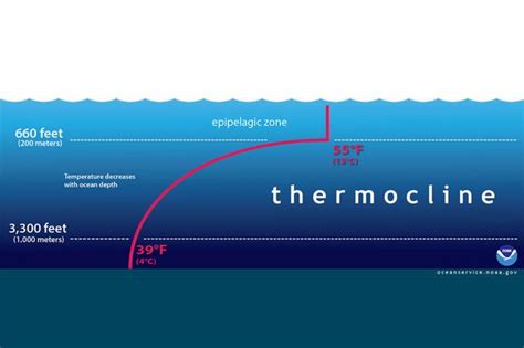 Life in the Mesopelagic Zone of the Ocean