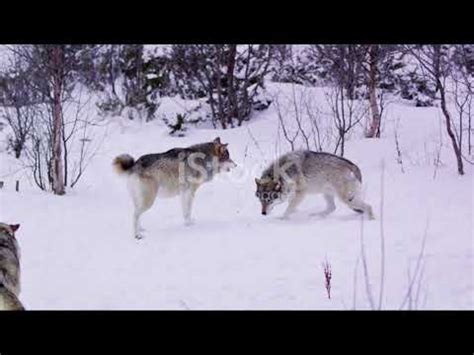 Wolf Pack Roles: The Untold Hierarchy - YouTube