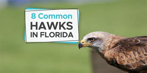 Hawks in Florida [8 Awesome Hawk Species in Florida!] - Birdwatching Buzz