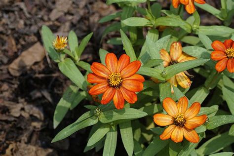 Zinnia peruviana (Field Zinnia, Peruvian zinnia, Redstar zinnia, Wild ...