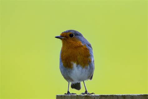 Robin Erithacus Rubecula Free Stock Photo - Public Domain Pictures