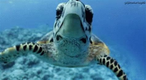 Turtle Hello GIF - Turtle Hello Hi - Discover & Share GIFs | Turtle, Sea turtle species, Baby ...