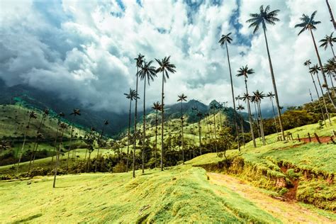 Why You Should Do the Cocora Valley Hike in Salento, Colombia