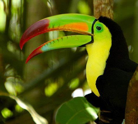 Toucan Facts For Kids | Toucan Diet & Habitat