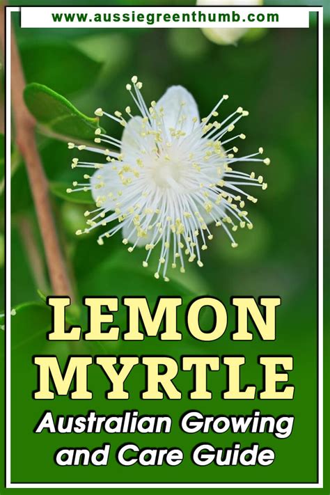 Lemon Myrtle | Australian Growing and Care Guide : AGT