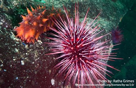 Sea Urchin - Description, Habitat, Image, Diet, and Interesting Facts