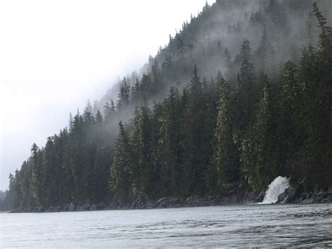 Best Hikes in Tongass National Forest (AK) - Trailhead Traveler