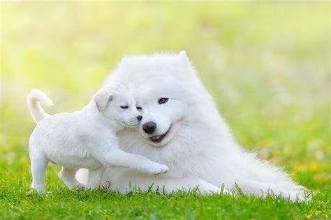 Samoyed VS Shiba Inu - What You Need to Know