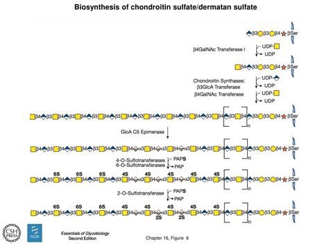 PPT - Biosynthesis of chondroitin sulfate/dermatan sulfate PowerPoint ...