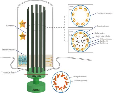 Schematic structure of cilia. Cilia originate from a basal body, which... | Download Scientific ...