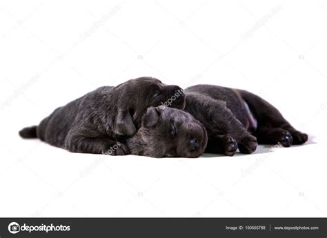 Sleeping labrador puppies Stock Photo by ©hauck-fotodesign 150555788